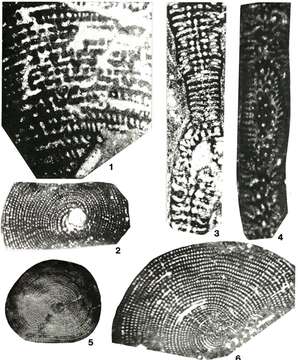 Image of Cycledomia iranica (Henson 1948)