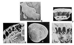 Image of Androsina lucasi Lévy 1977