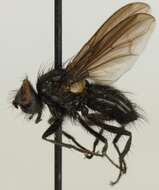 Image of Morinia