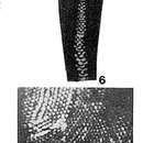 Image of Opertorbitolites douvillei Nuttall 1925