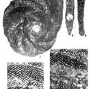 Image of Yaberinella jamaicensis Vaughan 1928