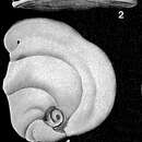Imagem de Renulina opercularia (Lamarck 1804)