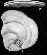 Image of Renulina opercularia (Lamarck 1804)