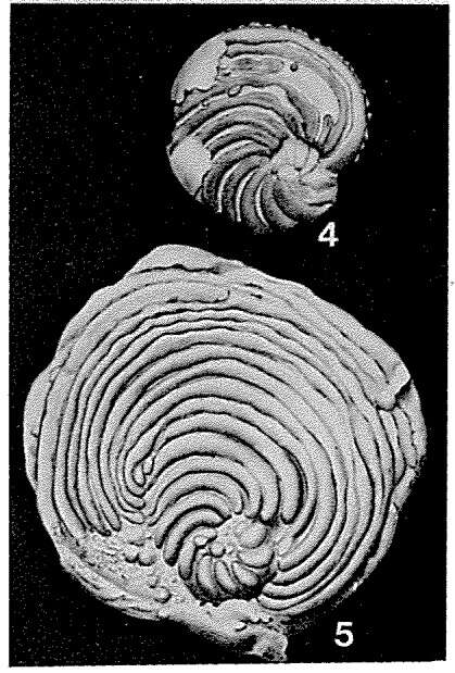 Image of Archiacina armorica (d'Archiac 1868)
