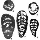 Image of Praerhapydionina cubana van Wessem 1943