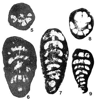 Image of Praerhapydionina cubana van Wessem 1943