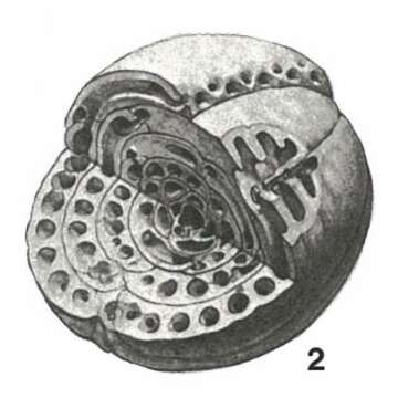 Glomalveolina dachelensis (Schwager 1883) resmi