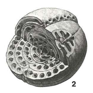Image of Glomalveolina dachelensis (Schwager 1883)