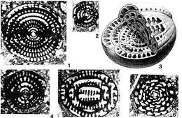 Image of Ovalveolina ovum (d'Orbigny 1850)