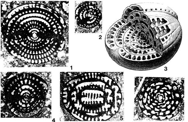 Image of Ovalveolina ovum (d'Orbigny 1850)