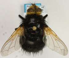 Image of giant tachinid fly