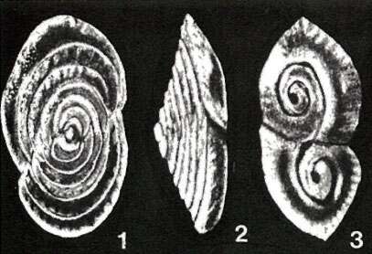 Image of Mesopatellina differens McCulloch 1977