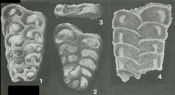 Image of Septigerina dalmatica Keijzer 1941