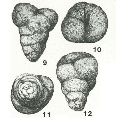 Image of Eomarssonella paraconica Levina ex Dain 1972