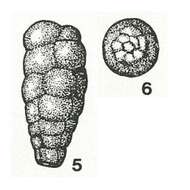 Image of Orientalia exilis Bykova 1947