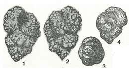 Arenogaudryina granosa Podobina 1975的圖片