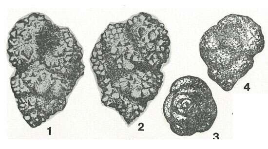 Слика од Arenogaudryina granosa Podobina 1975