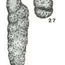 Image of Gaudryinopsis vulgaris (Kipriyanova 1960)