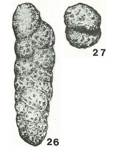 Слика од Gaudryinopsis vulgaris (Kipriyanova 1960)