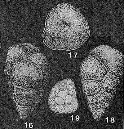 Vialovella oblonga (Reuss 1866)的圖片