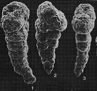 Image of Mooreinella biserialis Cushman & Waters 1928