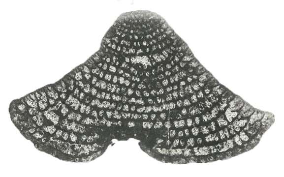 Image of Dictyoconus egyptiensis (Chapman 1900)