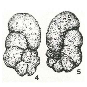 Image of Vialovia zerabulakensis Suleymanov 1966