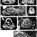 Image of Menaella bustamantei Cherchi & Schroeder 2005