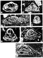 Image of Menaella bustamantei Cherchi & Schroeder 2005