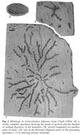 Image of Arthrodendron diffusum Ulrich 1904