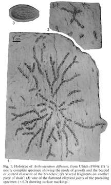 Image of Arthrodendron diffusum Ulrich 1904