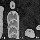 Image of Siphobigenerina compressa S. Y. Zheng 1979