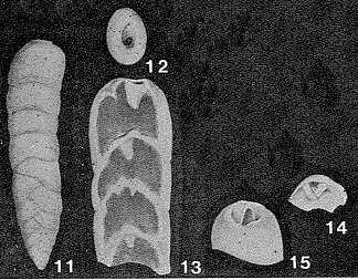 Image of Siphobigenerina compressa S. Y. Zheng 1979