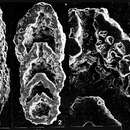 Glaucoammina trilateralis (Cushman 1935)的圖片