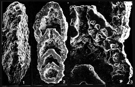 Image de Glaucoammina trilateralis (Cushman 1935)