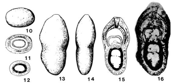 Image of Cryptomorphina limonitica Sellier de Civrieux & Dessauvagie 1965