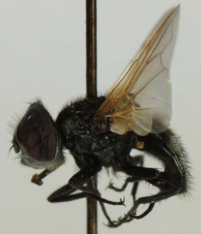 Image of Phasia theodori (Draber-Monko 1965)