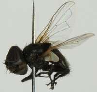 Image of Phasia pusilla Meigen 1824