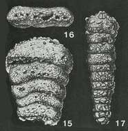 Polychasmina pawpawensis Loeblich & Tappan 1946的圖片