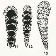 Image de Siliconodosarina delicatula Colom 1963