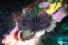 Image of long-spined urchin