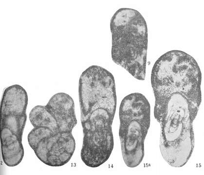 Image de Jilinella miaolingensis Han 1980