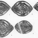 Image of Multiavoella guangxiensis Li 1986