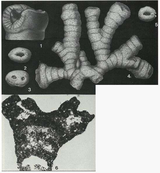 Image of Thomasinella punica Schlumberger 1893