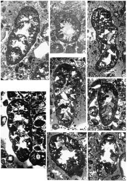 Image of Sievoides kocyigiti Farinacci & Ekmekci 2004