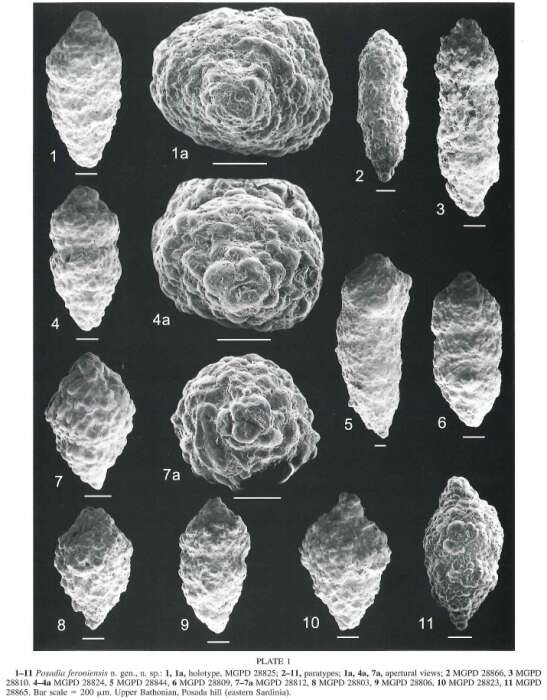 Posadia Giusberti & Coccioni 2003的圖片