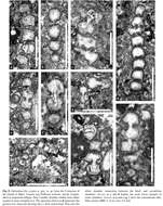 Image of Siphodinarella costata Schlagintweit, Husinec & Jež 2013