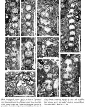 Image of Siphodinarella costata Schlagintweit, Husinec & Jež 2013