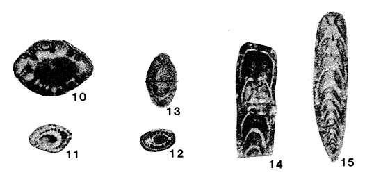 Image of Pseudowanganella tenuitheca Sosnina 1983