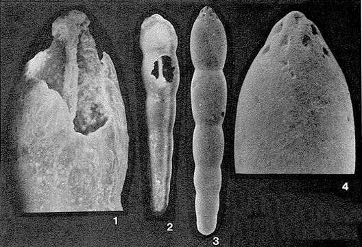 Image of Cribropleurostomella plenus Owen 1971